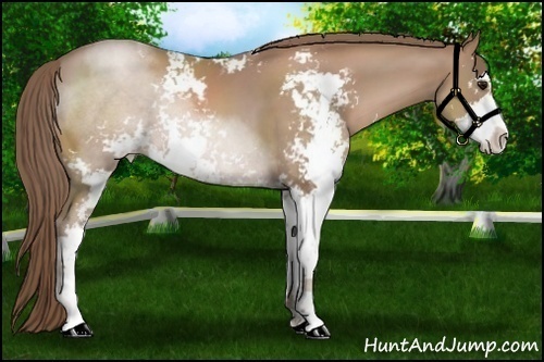 Horse Color:Black Pearl Sabino 
