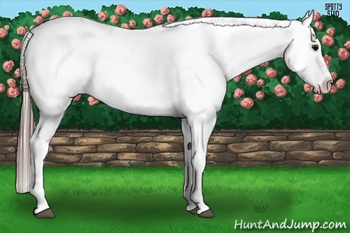 Horse Color:Brown Appaloosa 