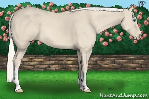 Horse Color:Cremello 