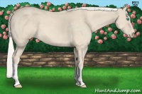 Horse Color:Cremello 