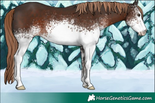 Horse Color:White Spotted Liver Chestnut 