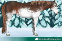 Horse Color:White Spotted Liver Chestnut 