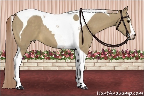 Horse Color:Chocolate Palomino Dun Sabino Tobiano