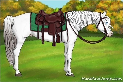 Horse Color:White Spotted Black Splash Appaloosa 