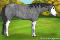 Horse Color:Blue Roan Splash