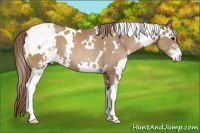 Horse Color:White Spotted Black Pearl Sabino Appaloosa 