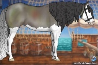 Horse Color:Smoky Grullo Splash