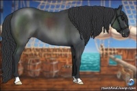 Horse Color:Blue Roan 