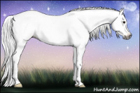 Horse Color:Gray Brown Roan Appaloosa