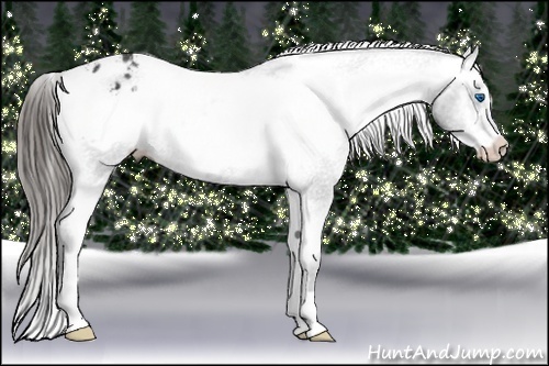 Horse Color:Black Frame Appaloosa 