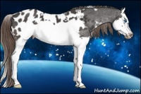 Horse Color:White Spotted Buckskin Roan Splash Frame Appaloosa 