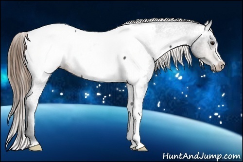 Horse Color:Buckskin Near Fewspot Rabicano 