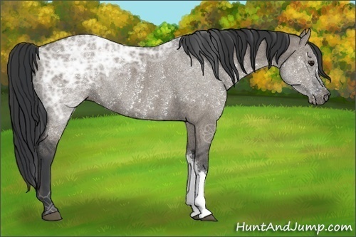 Horse Color:Grullo Ice Rabicano