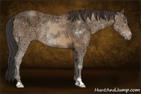 Horse Color:Sable Champagne Ice Sabino 