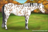 Horse Color:Bay Dun Near Leopard 