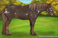 Horse Color:White Spotted Liver Chestnut 