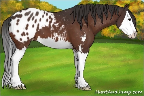 Horse Color:Bay Sabino Splash Varnish 