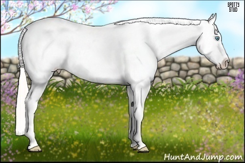 Horse Color:Cremello Appaloosa 