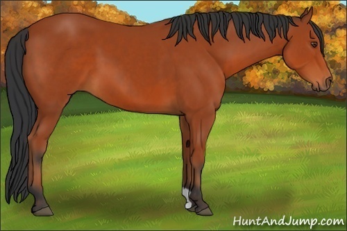 Horse Color:Bay 