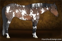 Horse Color:White Spotted Bay 