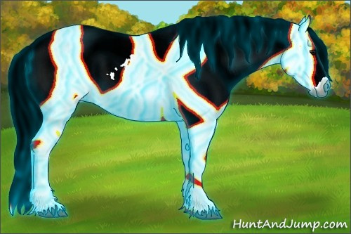 Horse Color:Gray Thunderstruck White Spotted Grullo Appaloosa Rabicano 