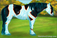 Horse Color:Gray Thunderstruck White Spotted Grullo Appaloosa Rabicano