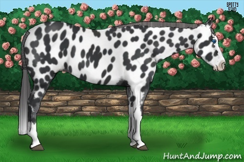 Horse Color:Black Splash Near Leopard