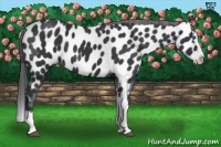 Horse Color:Black Splash Near Leopard 