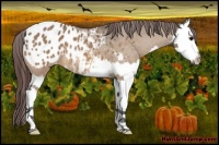 Horse Color:Bay Dun Splash Appaloosa 