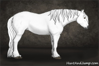 Horse Color:Gray Palomino