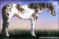 Horse Color:White Spotted Brown Frame Rabicano