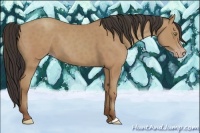 Horse Color:Amber Champagne 