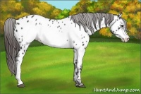 Horse Color:Liver Chestnut Frame Appaloosa