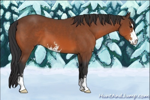Horse Color:Bay Sabino 