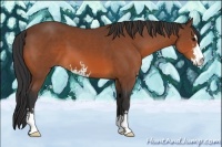 Horse Color:Bay Sabino 