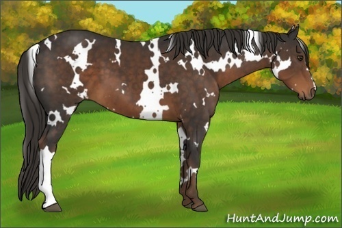 Horse Color:White Spotted Liver Chestnut