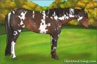 Horse Color:White Spotted Liver Chestnut 