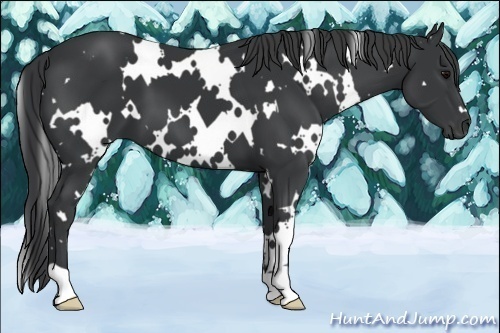 Horse Color:White Spotted Black 