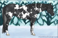 Horse Color:White Spotted Black 