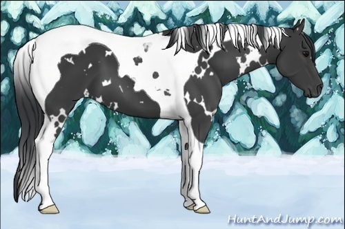 Horse Color:White Spotted Black Tobiano 