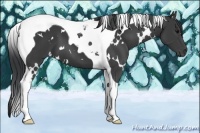 Horse Color:White Spotted Black Tobiano 