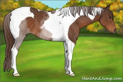 Horse Color:Liver Chestnut Tobiano