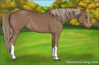 Horse Color:Red Roan 