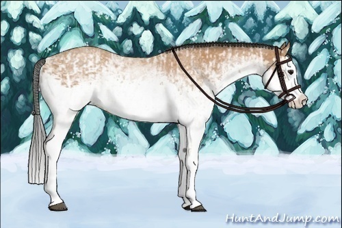 Horse Color:White Spotted Bay Splash  and White Spotted Buckskin Splash 
