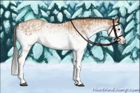 Horse Color:White Spotted Bay Splash  and White Spotted Buckskin Splash 