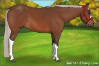 Horse Color:Silver Bay 