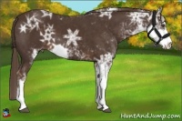Horse Color:Liver Chestnut Ice Sabino 