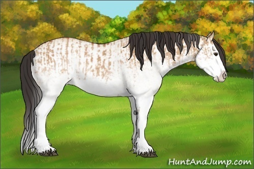 Horse Color:White Spotted Bay Dun Splash  and White Spotted Bay Dun Splash 