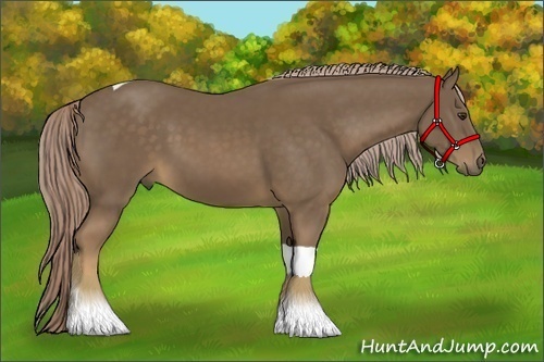 Horse Color:Chocolate Palomino Tobiano 