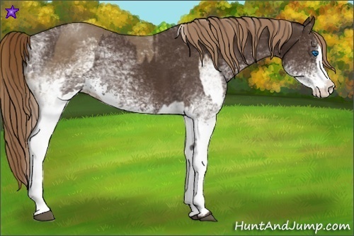 Horse Color:White Spotted Chocolate Palomino Splash and White Spotted Liver Chestnut Splash